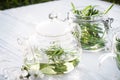 Galium aparine cleavers, clivers, goosegrass, catchweed, stickeljack, and grip grass. Green tea in a glass teapot on a