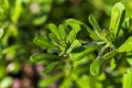 Galium aparine cleavers, clivers, goosegrass, catchweed, stickyweed, robin-run-the-hedge, sticky willy, sticky willow, stickyjack, Royalty Free Stock Photo