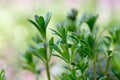 Galium aparine cleavers, clivers, goosegrass, catchweed, stickyweed, robin-run-the-hedge, sticky willy, sticky willow, stickyjack, Royalty Free Stock Photo