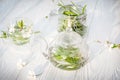 Galium aparine cleavers, clivers, goosegrass. Herbal tea with rosemary in glass teapot and cup