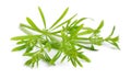 Galium aparine or clivers, bedstraw, goosegrass, catchweed, stickyweed, sticky bob, stickybud. Isolated Royalty Free Stock Photo