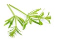 Galium aparine or clivers, bedstraw, goosegrass, catchweed, stickyweed, sticky bob, stickybud. Isolated