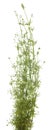 Galium aparine