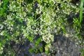 Galium aparine