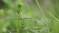 Galium aparine goosegrass and a Bromus sterilis wild plants