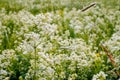 Galium Boreale Flowers Royalty Free Stock Photo