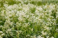 Galium Boreale Flowers Royalty Free Stock Photo