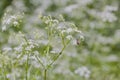 Galium boreale flowers on a summer field close up. Northern bedstraw. Royalty Free Stock Photo