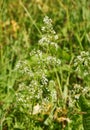 Galium boreale Royalty Free Stock Photo