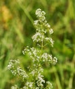 Galium boreale Royalty Free Stock Photo