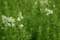 Galium boreale with white flowers