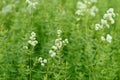 Galium boreale with white flowers Royalty Free Stock Photo