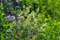 Galium mollugo is a herbaceous annual plant of the family Rubiaceae. It shares the name hedge bedstraw with the related European