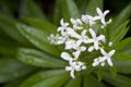 Galium odoratum