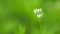 Galium odoratum macro flower with green leaves in the background. Close up.