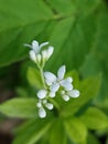 Galium odoratum Royalty Free Stock Photo