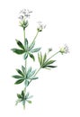Galium odoratum, the sweet woodruff, or sweetscented bedstraw flower. Antique hand drawn field flowers illustration. Vintage and a