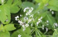 Galium palustre, the common marsh bedstraw or simply marsh-bedstraw flower