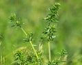 Galium species plant, bedstraw