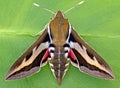 Galium Sphinx Moth Royalty Free Stock Photo