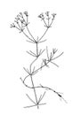 Galium tinctorium vintage illustration