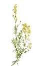 Galium verum Royalty Free Stock Photo