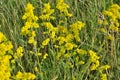 Galium verum grows in nature