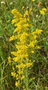 Galium verum grows in nature