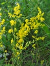 Galium verum grows in nature