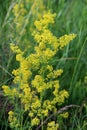 Galium verum grows in nature