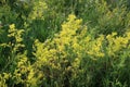 Galium verum grows in nature