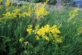 Galium verum grows in nature