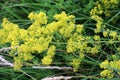 Galium verum grows in nature