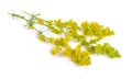 Galium verum, lady`s bedstraw or yellow bedstraw.