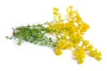Galium verum, lady`s bedstraw or yellow bedstraw. Isolated on white. Royalty Free Stock Photo