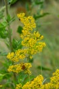 Galium verum, lady\'s bedstraw or yellow bedstraw low scrambling plant, leaves broad, shiny dark green, hairy underneath