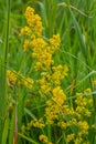 Galium verum, lady\'s bedstraw or yellow bedstraw low scrambling plant, leaves broad, shiny dark green, hairy underneath