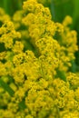 Galium verum, lady\'s bedstraw or yellow bedstraw low scrambling plant, leaves broad, shiny dark green, hairy underneath