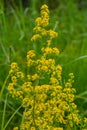 Galium verum, lady\'s bedstraw or yellow bedstraw low scrambling plant, leaves broad, shiny dark green