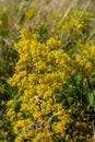 Galium verum, lady\'s bedstraw or yellow bedstraw low scrambling plant, leaves broad, shiny dark green, hairy underneath