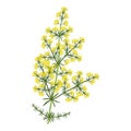 Galium verum plant