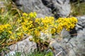 Galium verum wild flowers in Vanoise national Park, France