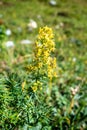 Galium verum wild flowers in Vanoise national Park, France