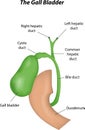 The Gall Bladder Labeled Diagram