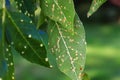 Gall blisters on the underside of ash tree leaves Royalty Free Stock Photo