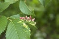 Gall caused by bladder-gall mite or Vasates quadripedes on green leaf Royalty Free Stock Photo