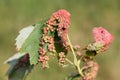 Gall caused by maple bladder-gall mite or Vasates quadripedes on Silver Maple Acer saccharinum leaf Royalty Free Stock Photo