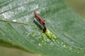 Gall of Elm-grass aphid or Elm sack gall aphid Tetraneura ulmi on leaf of Ulmus glabra or Wych elm Royalty Free Stock Photo