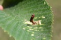 Gall of Elm-grass aphid or Elm sack gall aphid Tetraneura ulmi on leaf of Ulmus glabra or Wych elm Royalty Free Stock Photo