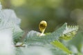 Gall of the elm sack gall aphid Tetraneura ulmi Royalty Free Stock Photo